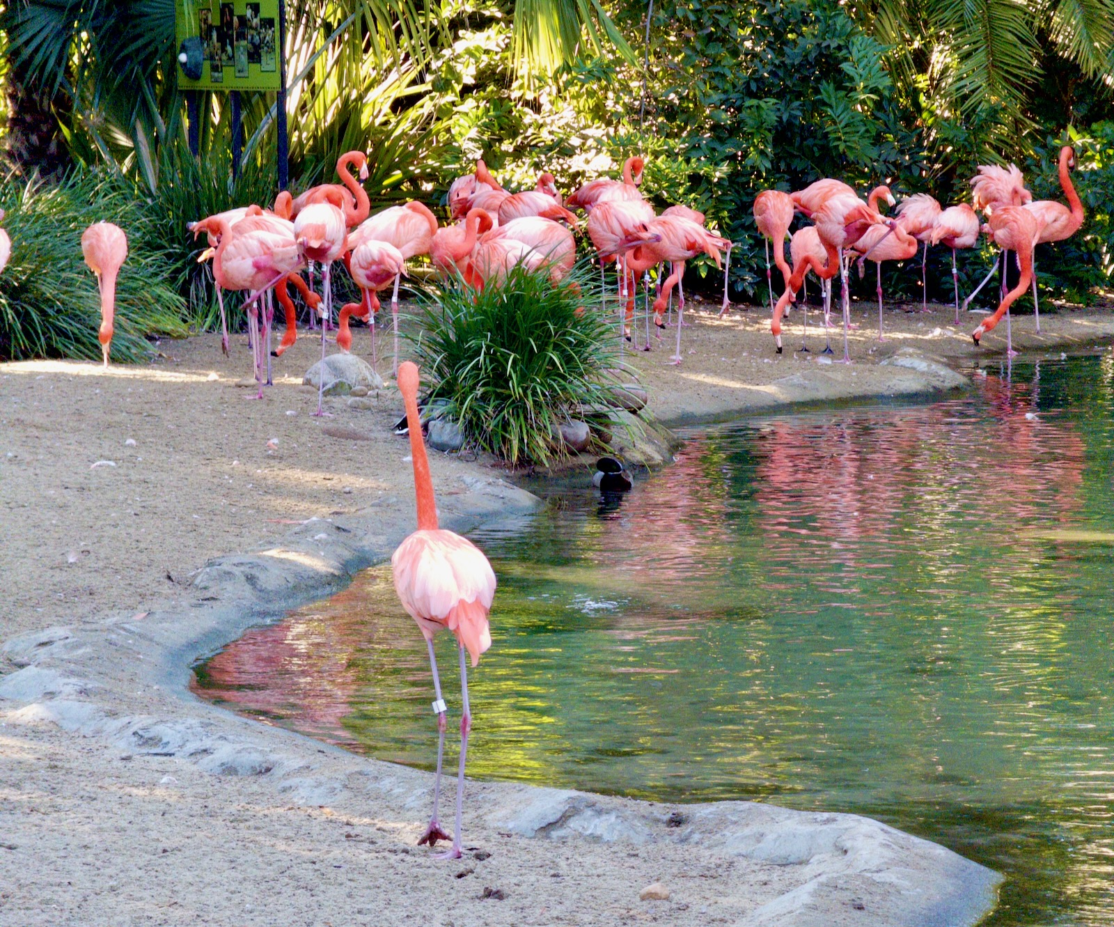 A flock of pink flamingoes at the San Diego Zoo