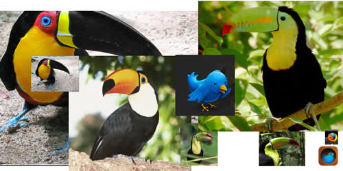 Photos of various breeds of toucans and some application icons